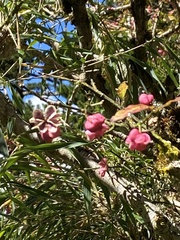 Euonymus morrisonensis