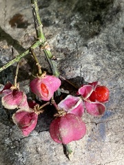 Euonymus morrisonensis