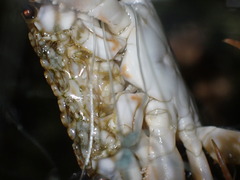 Portunidae