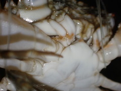 Portunidae