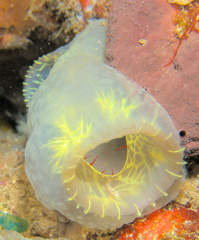 Ascidia ornata