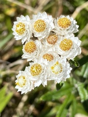 Anaphalis morrisonicola