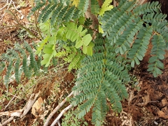 Peltophorum pterocarpum