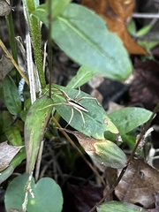Pisaurina dubia