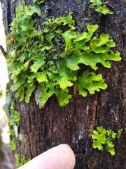 Ricasolia quercizans