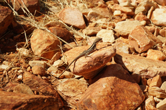 Agamidae