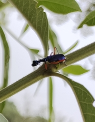 Neocollyris