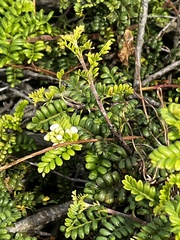 Osteomeles anthyllidifolia