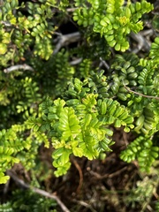 Osteomeles anthyllidifolia