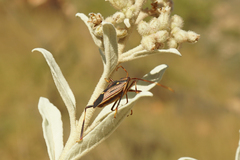 Poecilometis calidus