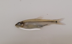 Notropis texanus