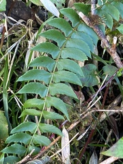 Polystichum nepalense