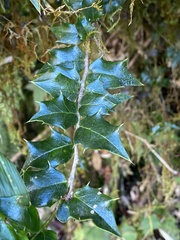 Ilex bioritsensis