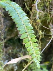 Polystichum stenophyllum
