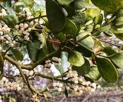 Phoradendron leucarpum