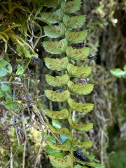 Polystichum stenophyllum