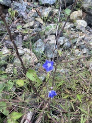 Jacquemontia pentanthos