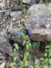 Jacquemontia pentanthos