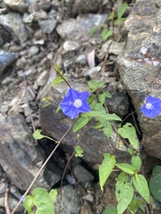 Jacquemontia pentanthos