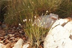 Ptilotus schwartzii