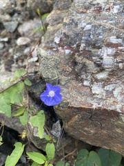 Jacquemontia pentanthos