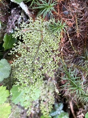 Hymenophyllum punctisorum