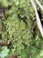 Hymenophyllum punctisorum