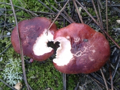 Russula torulosa