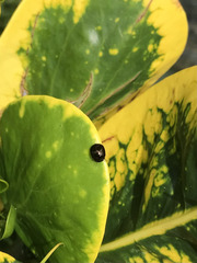 Brachyplatys subaeneus