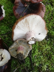 Russula torulosa