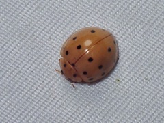 Harmonia sedecimnotata