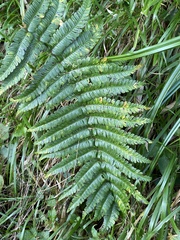 Dryopteris wallichiana