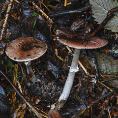 Agaricus diminutivus