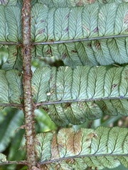 Dryopteris wallichiana