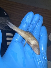 Erimyzon claviformis