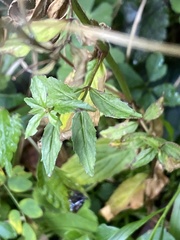 Epilobium amurense