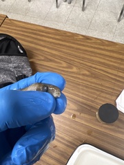 Erimyzon claviformis