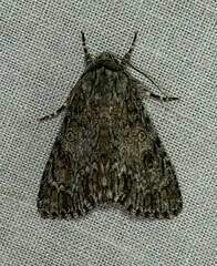 Acronicta rubricoma
