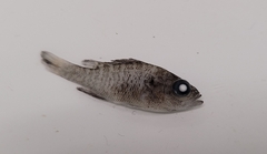 Lepomis gulosus