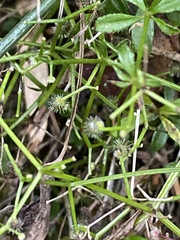 Galium echinocarpum