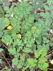 Corydalis