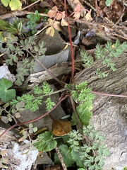 Corydalis