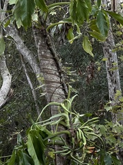 Syngonium angustatum