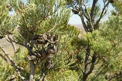 Callitris glaucophylla