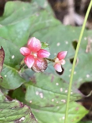 Persicaria pilushanensis