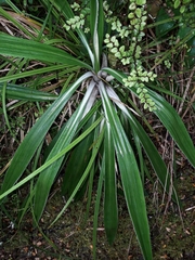 Celmisia spectabilis magnifica