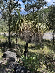Nolina parviflora