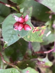 Persicaria pilushanensis