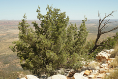 Callitris glaucophylla