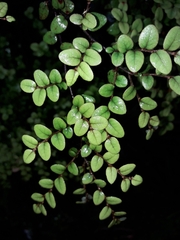 Nothofagus cliffortioides